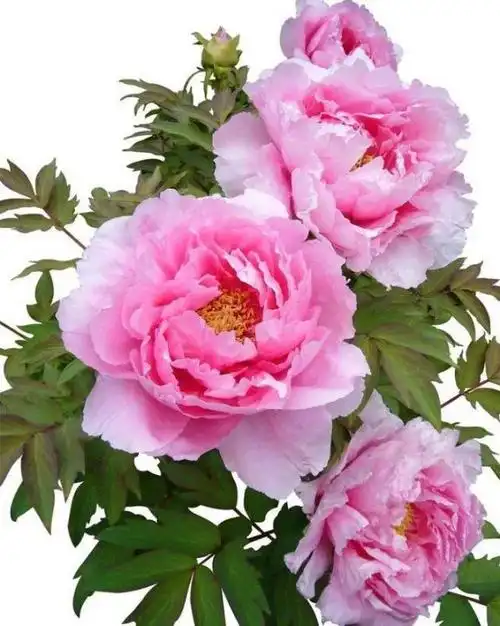 千姿百态万紫千红一组顶级绝美牡丹花欣赏