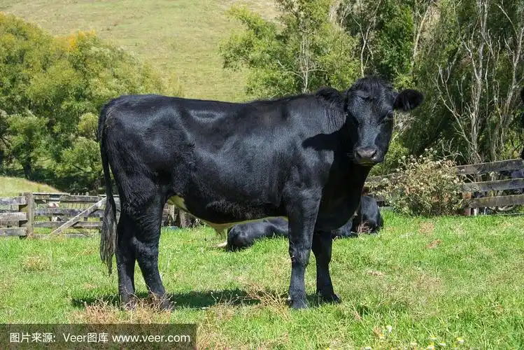 黑安格斯牛