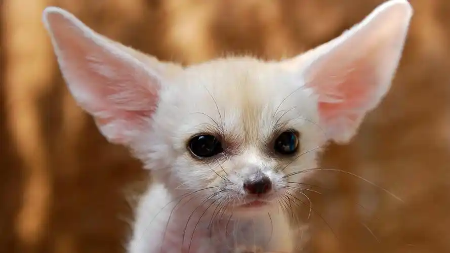 白狐狸的耳朵鼻子 壁纸