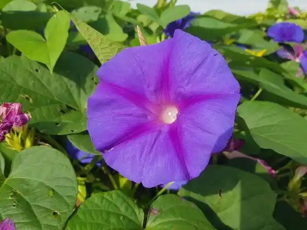 喇叭花什么时候开放,喇叭花是牵牛花吗