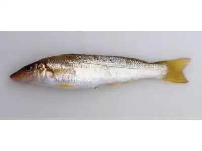 黄鳍鱚 (动物| 辐鳍鱼类)