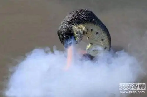 蛟龙图片真实恐怖 千年蛟龙真实图片