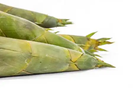 春天的竹笋图片