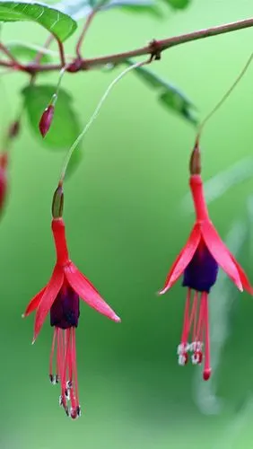 两个粉红色的花朵,绿色的背景虚化 - 640x1136 iphone 5 (5s) (5c)