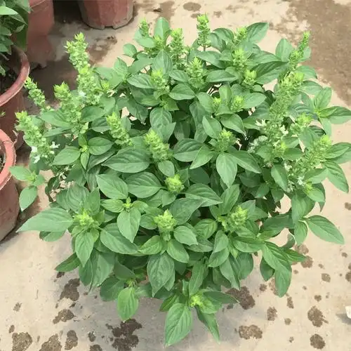 九层塔苗欧芹香草植物厨房绿植耐热熏香花草 苏格兰薄荷【1加仑】 不