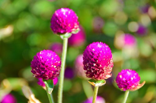 百日红什么时候开花(现在种什么花五月能开)