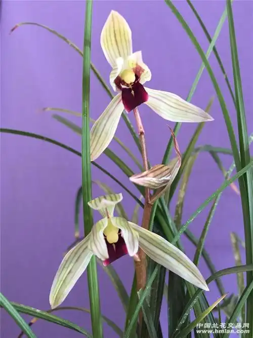 莲瓣兰二红素-莲瓣篇-中国兰花交易网社区