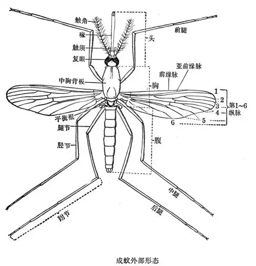 秘密探索2:蚊子为什么要吸血,是因为它很饿吗?
