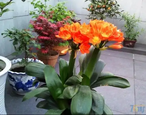 为什么君子兰会同时开出两束花?