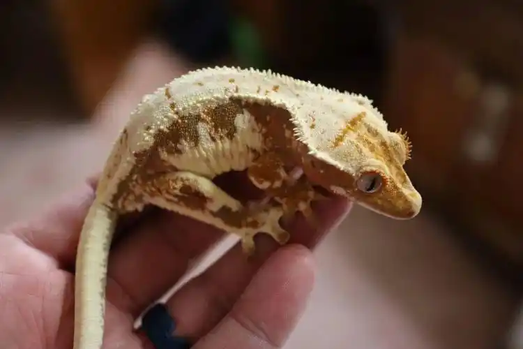 重新认识睫角守宫品系 —— "莉莉白"拾年