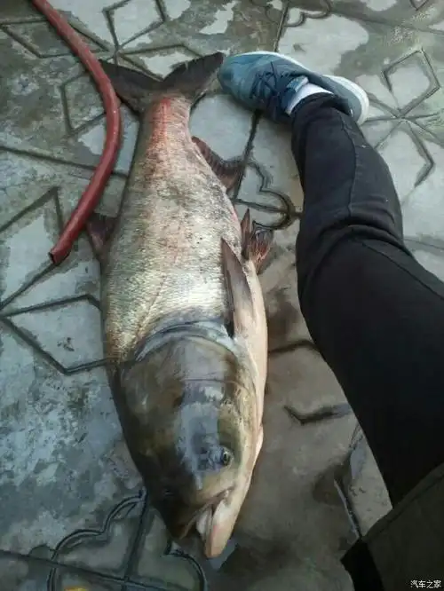 昨天朋友钓的大花鲢