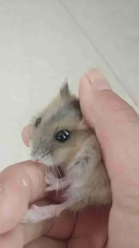 我仓鼠眼边为什么是红的?