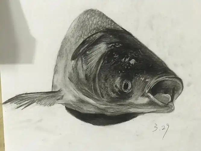 素描静物鱼
