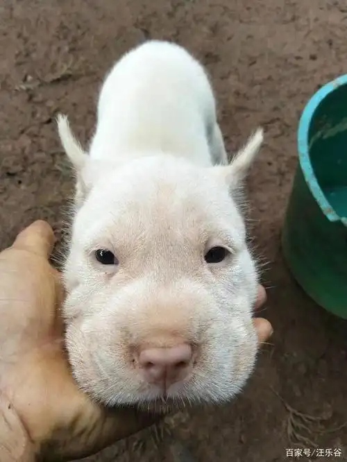 我国本土犬种之"下司犬":来自贵州山区的顶级猎犬!