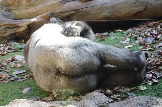 大猩猩的背影太销魂啦~来观赏呀