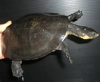 【转载】蟾龟类(蟾头龟)phrynops,mesoclemmys,rhinemys种类一览