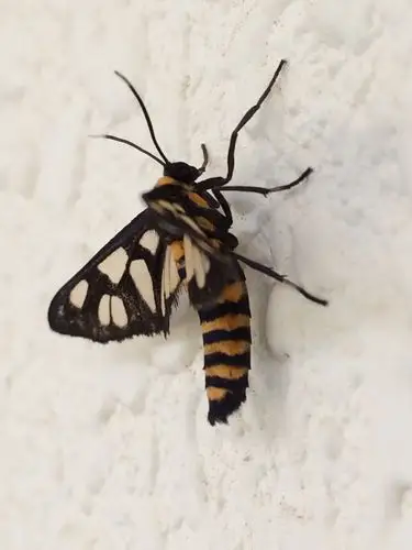 同样美丽的翅膀,是蛾,是蝶,有什么关系?