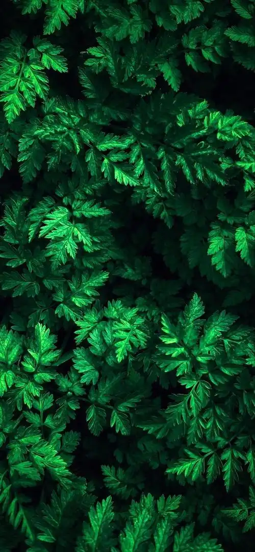 缓解眼疲劳,绿意来袭:绿色护眼壁纸精选集