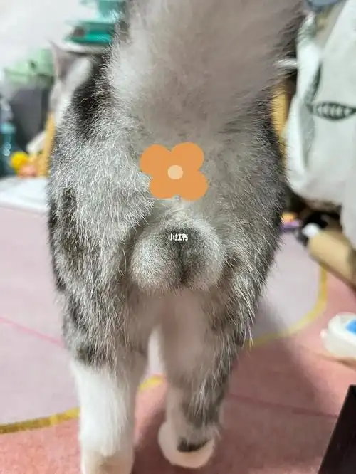 医生说孩子蛋蛋熟了