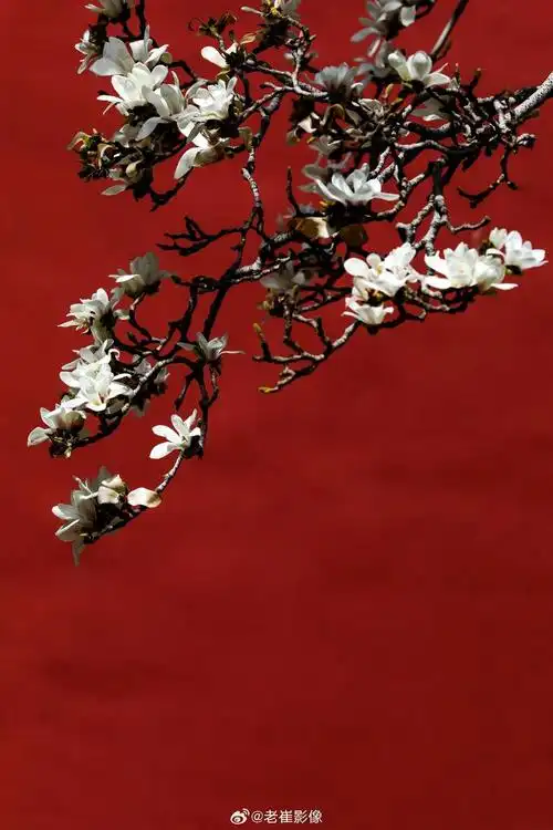 北京天坛斋宫的玉兰花第一次拍等了好几天天气终于放晴了