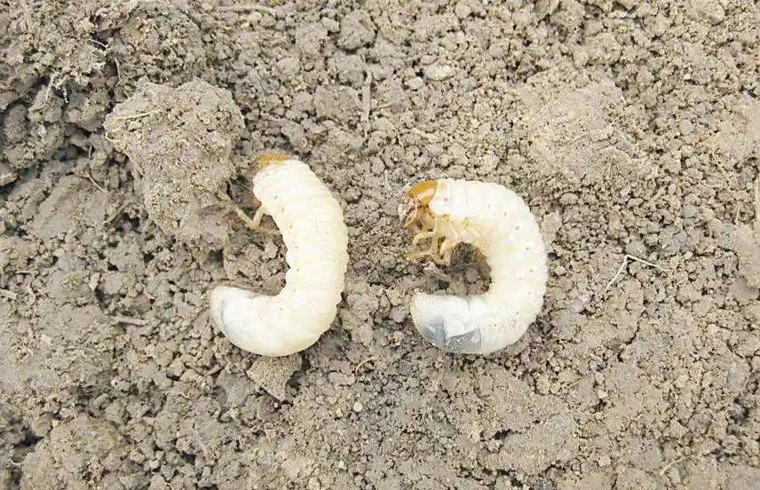 乡坝头的白土蚕作用可多了别小瞧了它