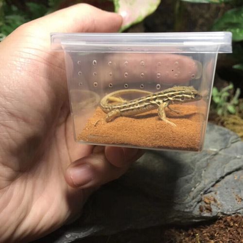 (pucai)人工饲养橘子爬宠活体蜥蜴活体爬宠爬虫异宠活体鬃狮豹纹守宫