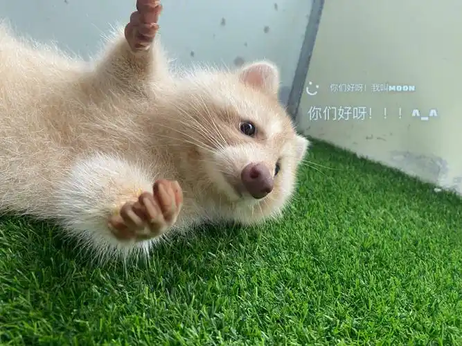 小浣熊干脆面君金色浣熊