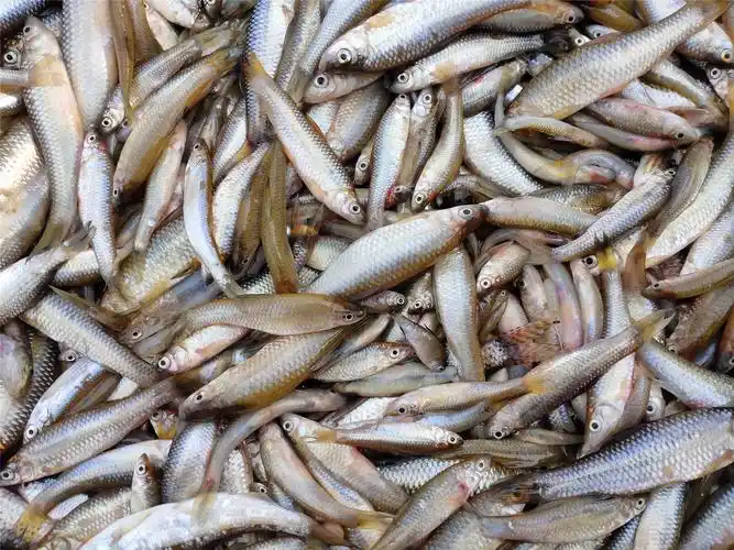 麦穗鱼苗产地货源,小麦穗鱼苗多钱一斤,麦穗鱼苗大量供应