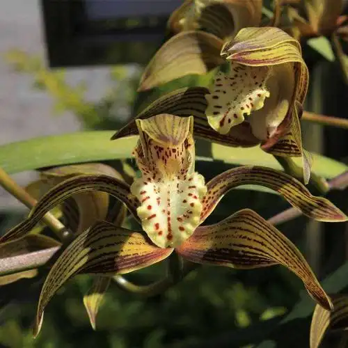 西藏虎头兰浓香型稀有品种兰花盆栽植物室内花卉