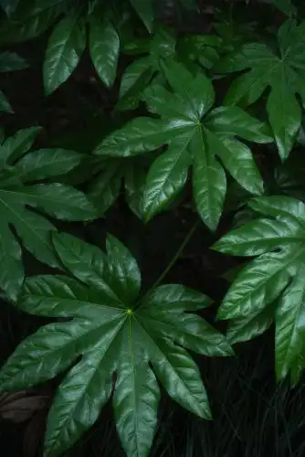 深绿色的八角金盘植物叶片静物图