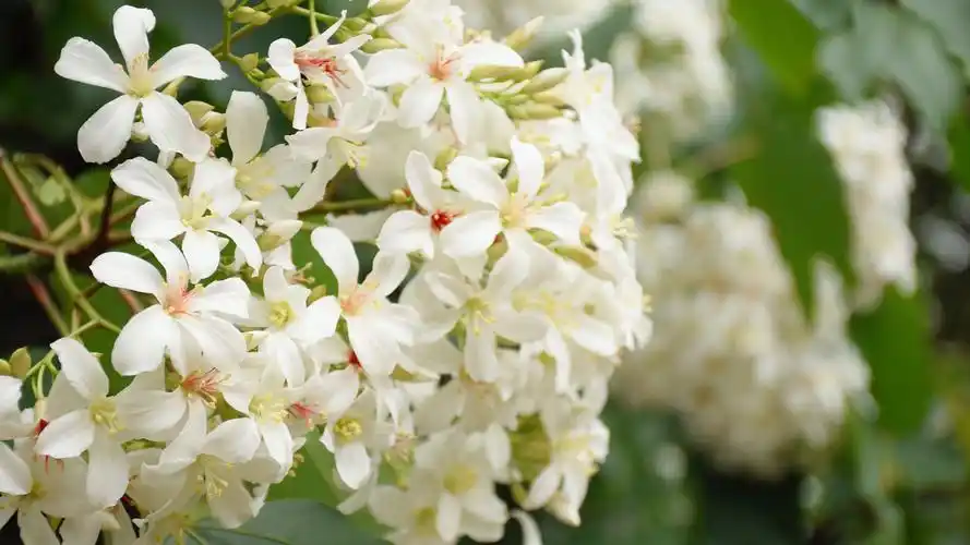 油桐花盛开季桐花世界里勾起了太多童年时代的美好回忆