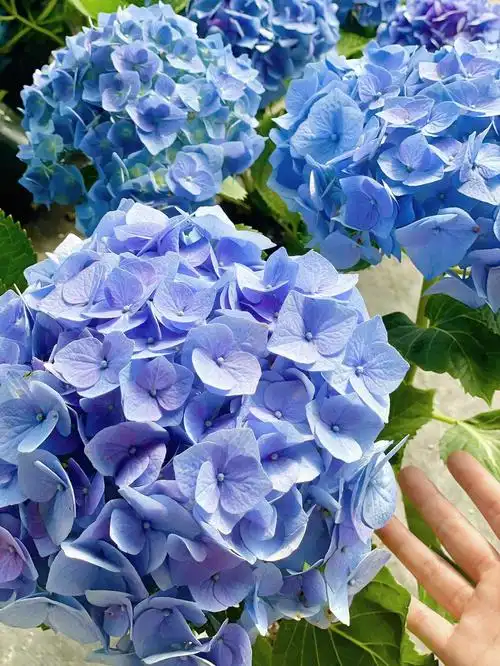 新入手了特别满意的无尽夏大绣球