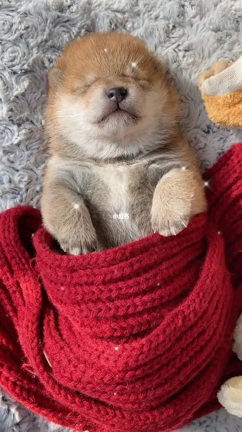 小奶柴有多治愈呢