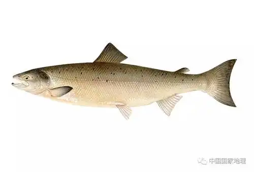 太平洋鲑鱼归游记