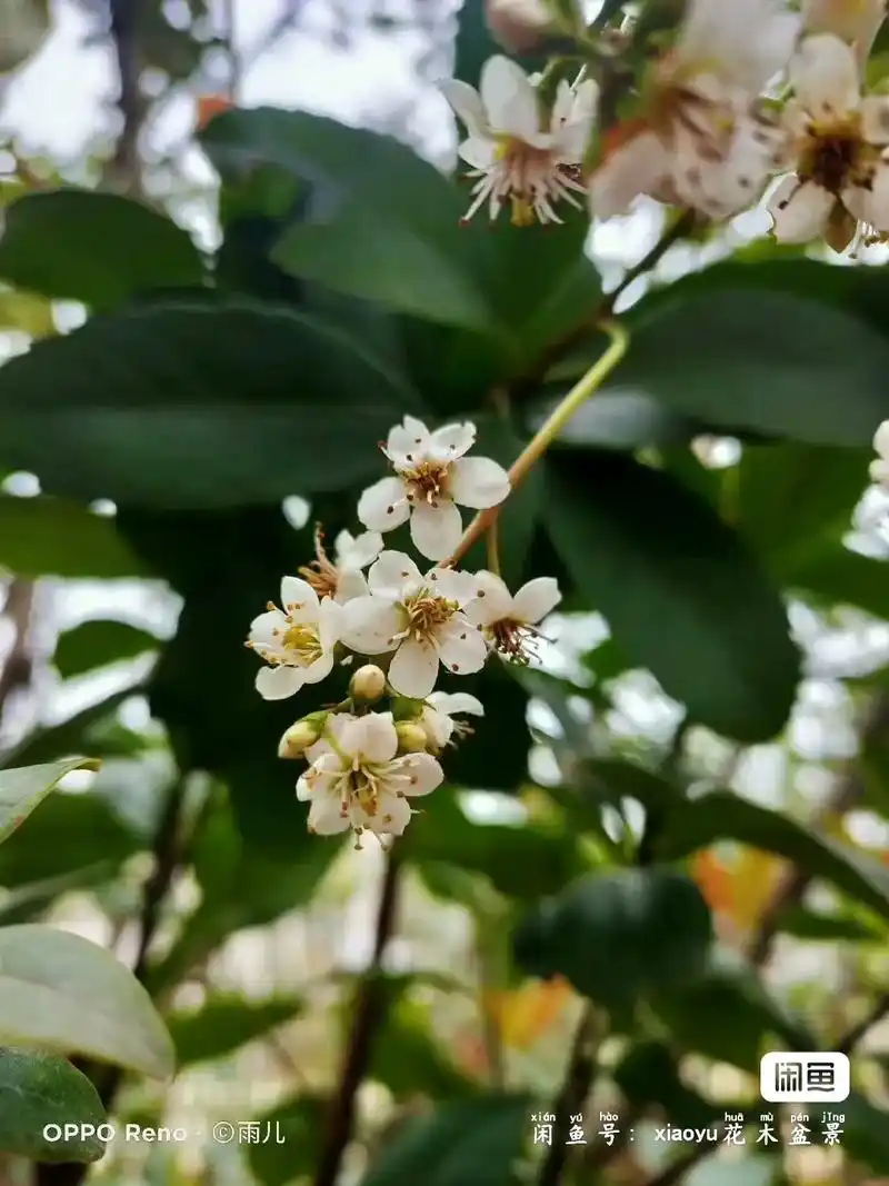 春花树,石斑树,白杏花,报春花,野樱桃.春花树又名石斑木,雷 - 抖音