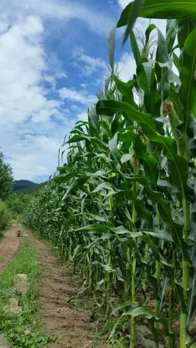 『青山人家』欢迎您! (夏日篇)