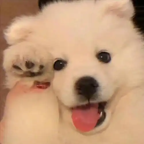 可爱又憨憨的头像高清呆萌可爱的憨憨沙雕头像图片