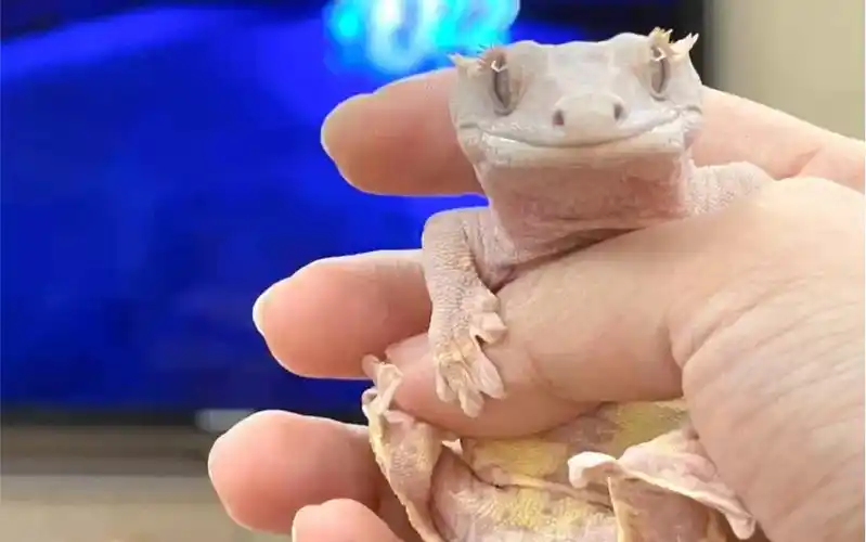 带大一只睫角守宫莉莉白_哔哩哔哩_bilibili