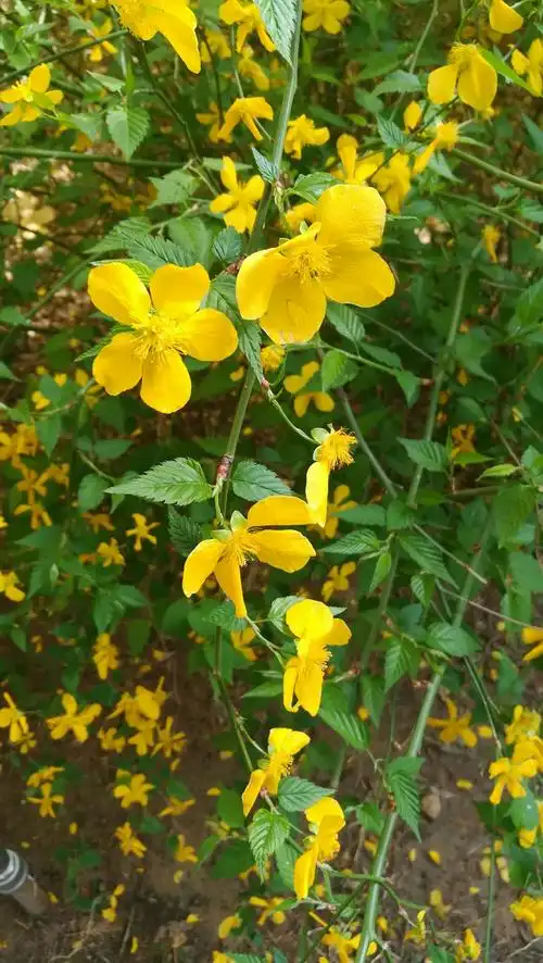 其它 棣棠花花语与传说 写美篇关于棣棠花的传说,其