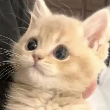 高清超可爱超萌的猫咪头像图片 2023网上很火的小猫咪头像大全_动物