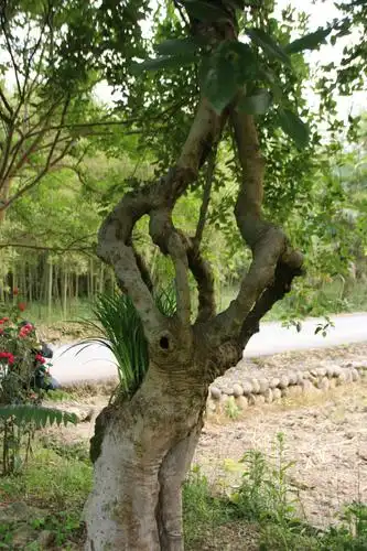 世上第一无二的中间分支两头又合支的怪树.咱多角度展示展示