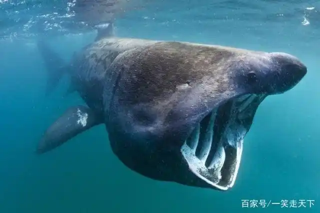 深海十大恐怖鱼面目狰狞