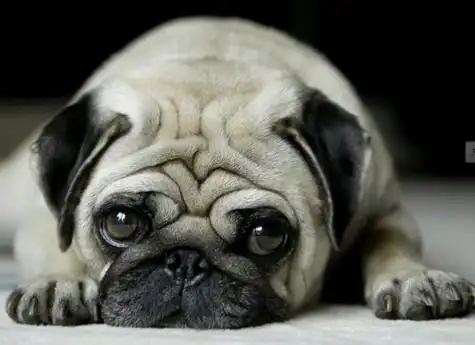 独沙皮狗为何"皱纹"这样多