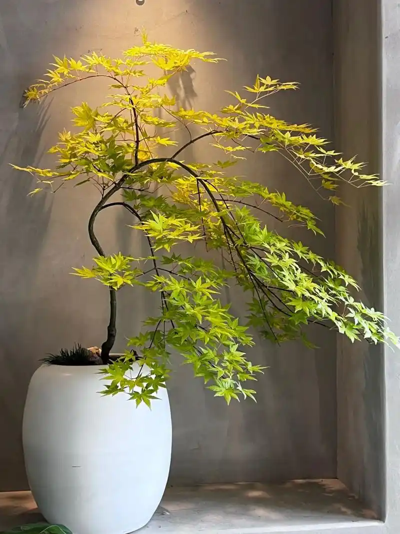 植物推荐|黄金流泉枫 93禅意十足的一款植物,无论是名字还是外形,都