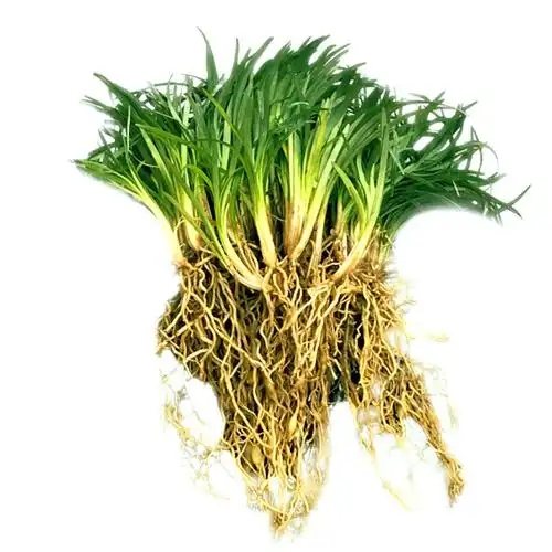 日本矮麦冬草庭院绿化阳台耐寒多年生绿植金边阔叶麦冬细叶草坪真