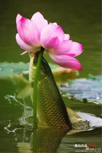 1200_1800竖版 竖屏