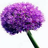 2019紫色简约花微信头像点击鼠标右键下载