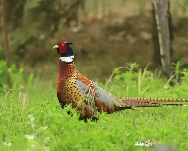 张掖生态环境好芦水湾里雉鸡多