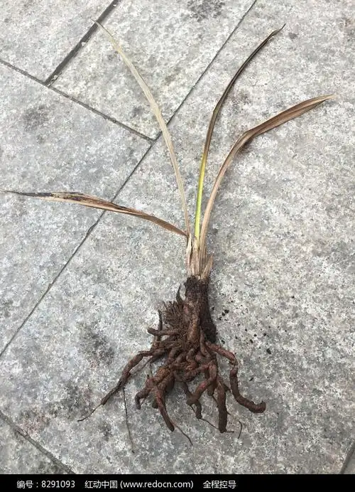 干枯的兰花根茎
