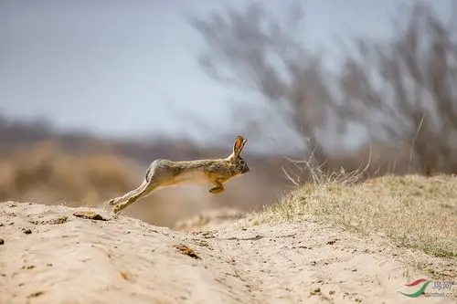 飞奔的野兔 - 野生动物版 鸟网